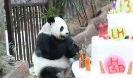 蛋糕爆料大熊猫视频下载,萌态可掬，网友直呼“太可爱”