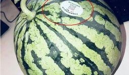 吃网红的瓜图片,吃瓜群众眼中的网红生活