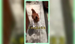 那些娱乐至死的吃瓜群众,揭秘吃瓜群众的狂欢世界