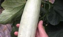 吃网红的瓜图片,吃瓜群众眼中的网红生活