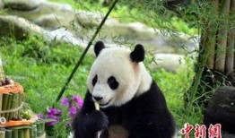 蛋糕爆料大熊猫视频下载,萌态可掬，网友直呼“太可爱”